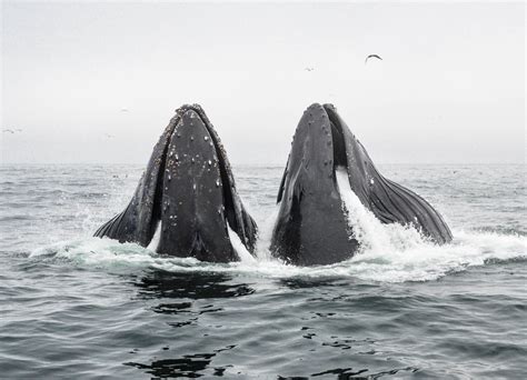 Humpback Whales Wallpapers Monterey Bay Aquarium