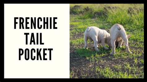 How To Care For Your Frenchies Tail Pocket French Bulldog Texas