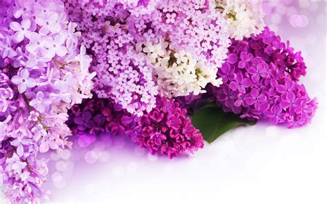 Fondos De Pantalla Lila Púrpura Y Pétalos Blancos Flores