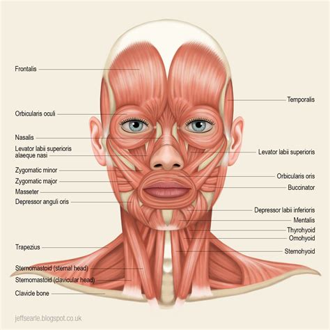 Pin By Scooby Man On Skull Head Proportion Neck Muscle Anatomy