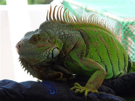 Iguana iguana