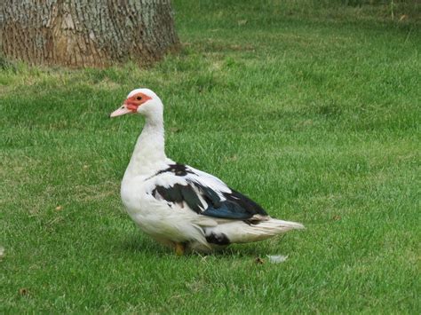 White Duck On Green Grass Free Image Download