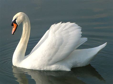 Swan National Bird Of Ukraine Interesting Facts