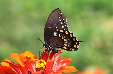 Black And Yellow Swallowtail Butterfly On Orange Petaled