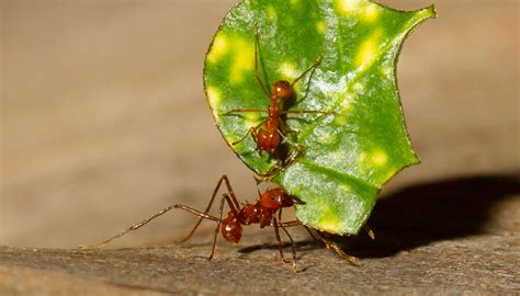 Leafcutter Ants San Diego Zoo Kids In 2021 Ant Species Ants Ant