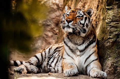 Big Beautiful Tiger Resting Wallpapers And Images Wallpapers