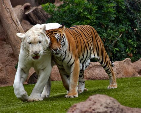 Bengal Tiger An Albino Wallpapers And Images Wallpapers Pictures Photos