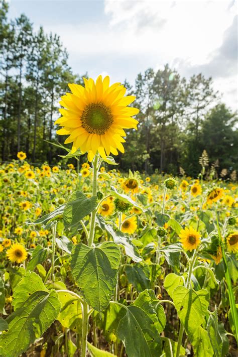 Find out how to grow them in our grow guide. How to Grow Sunflowers - Southern Living