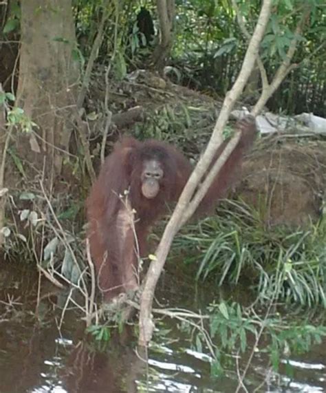 Orangutan Rescued From Life Of Prostitution
