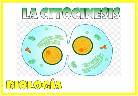 La Citocinesis Biología Optifutura