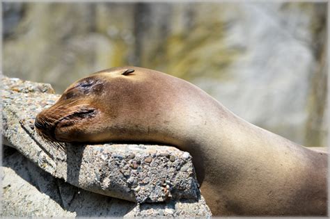 Sea Lions 08 Series 22 Free Stock Photo Public Domain Pictures