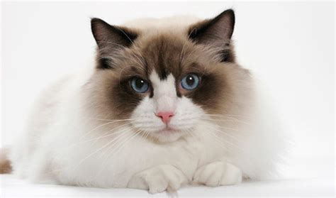Watch this video to learn how to tame and breed cats in minecraft. Ragdoll Cat Breed Information