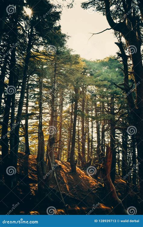 Photo Verticale De Paysage De Montagne De Chrea Dans La Forêt Grande De