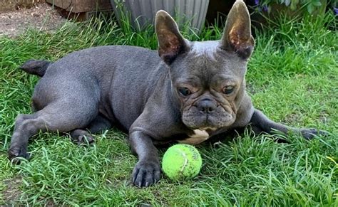 Elegant female french bulldog names. Bette - 2-3 year old female French Bulldog available for ...