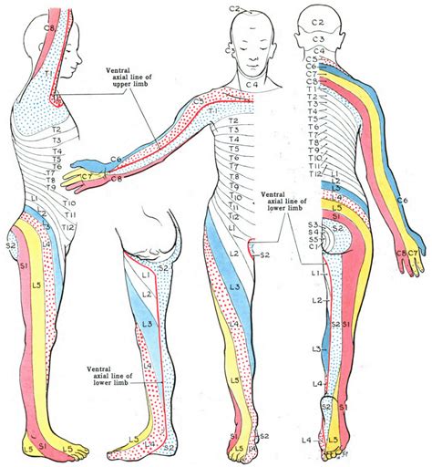 Accessory Peroneal Nerve Dermatome Dermatomes Chart And Map My Xxx
