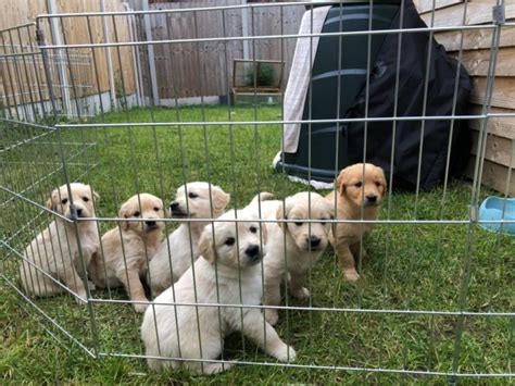 Why buy a golden retriever puppy for sale if you can adopt and save a life? AKC REGISTERED CHUNKY GOLDEN RETRIEVER PUPPIES SANTA ROSA ...