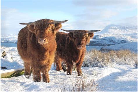 Image result for scotland highlands in winter