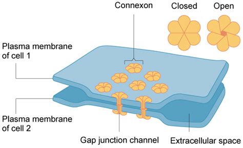 Intercellular Junctions Plasma Membrane Mcat Content