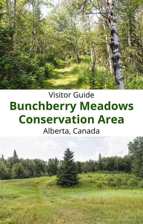 Bunchberry Meadows Conservation Area- Visitor Guide | Canada travel ...