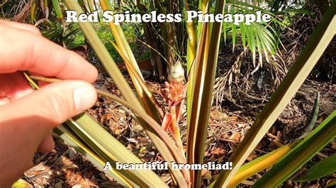 Red Spineless Pineapple Youtube