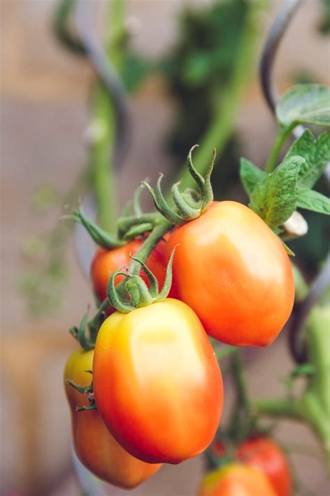 Growing And Harvesting Tomatoes Maker Gardener