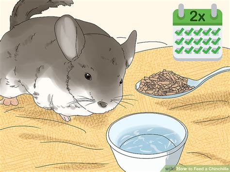 3 Ways To Feed A Chinchilla Wikihow