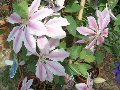 Check spelling or type a new query. Piante da vaso: Clematis, Clematide, Clematidi rampicanti ...