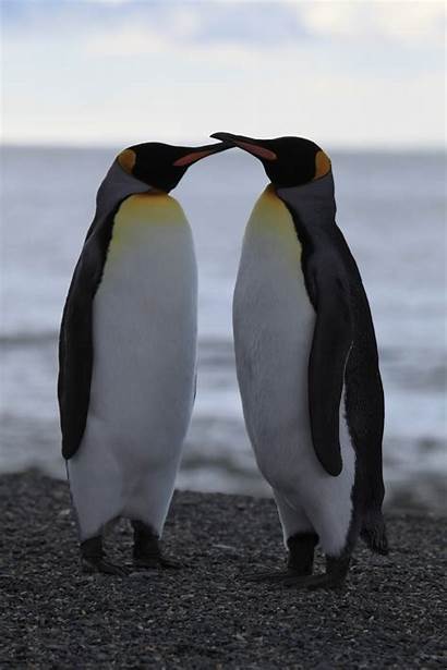 Penguin Penguins Emperor Wild Club Birds