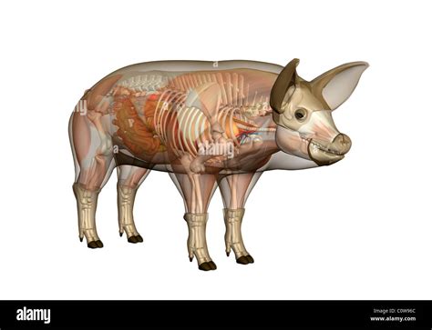 Pig Anatomy Stock Photo Alamy