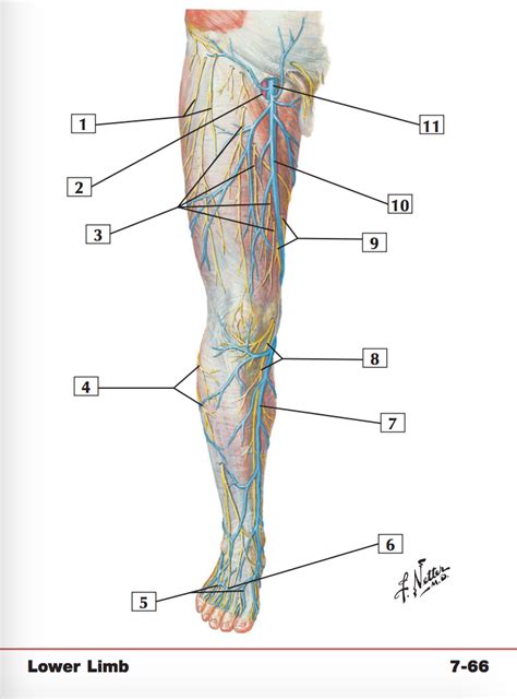 Superficial Nerves And Veins Of Lower Limb Anterior View Diagram Quizlet