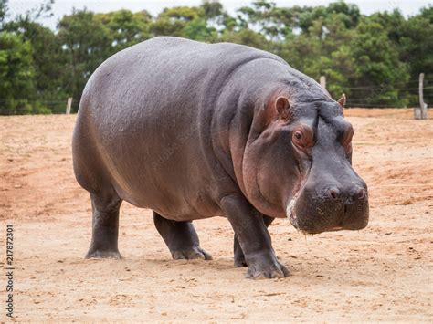 Foto De Common Hippopotamus Hippopotamus Amphibius Or Hippo Is Common