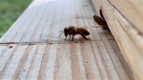 Bees In Slow Motion Youtube