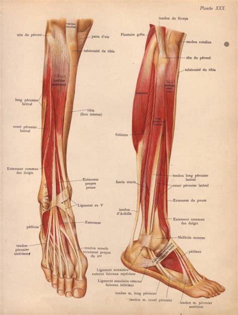 A strain occurs when a muscle health solutions from our sponsors. 1905 leg muscles tendons & ligaments print by PaperThesaurus (con immagini)