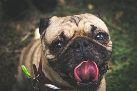 Is it safe to allow your dog to lick your lips? Why Is My Dog Licking His Lips? | Canna-Pet®