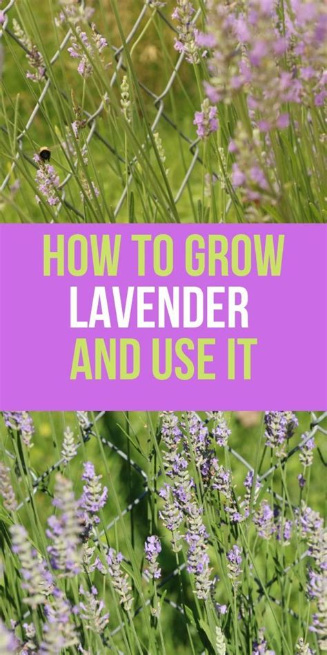 How To Grow Lavender And Use It Little Sprouts Learning Growing