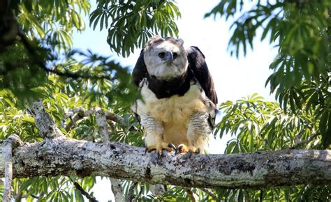 Selva Húmeda Qué Es Características Clima Flora Fauna Ubicación