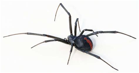 Top 10 Deadliest Spiders In Australia Ocg Pest Control And Termite