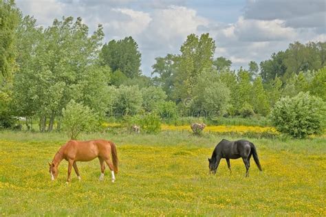Two Horses Grazing In A Meadow With Yellow Flowers And Green Trees In
