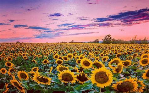Sunset Over Sunflower Field Image Abyss