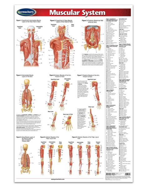 Human Muscular Systems Deep Layers Of The Back Poster Clinical Charts