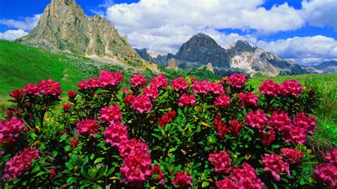 Mountain Flowers Pink Roses And Green Meadows With Grass Rocky