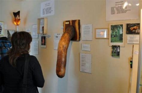 Check Out This Penis Museum Which Has 282 Penises Of Different Shapes