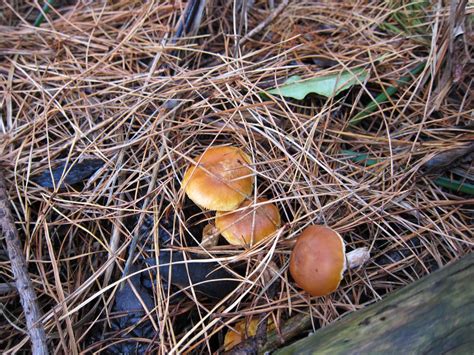 Saucy Thyme Mushroom Hunting At Moorooduc