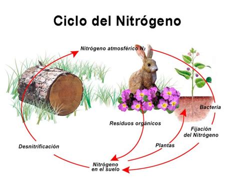 Resumen Del Ciclo Del Nitrógeno Etapas E Importancia