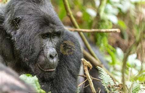 Latest Uganda Gorilla Trekking Information Cost Rules And Best Time