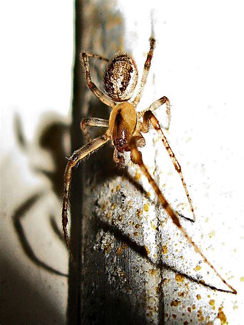 Spooky Spider Photograph By Jennie Breeze Fine Art America