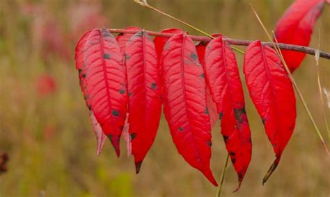 Rhus Glabra Growing Smooth Sumac With Ease Epic Gardening