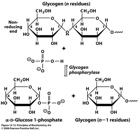 How Does Glycogenesis And Glycogenolysis Differ Quora