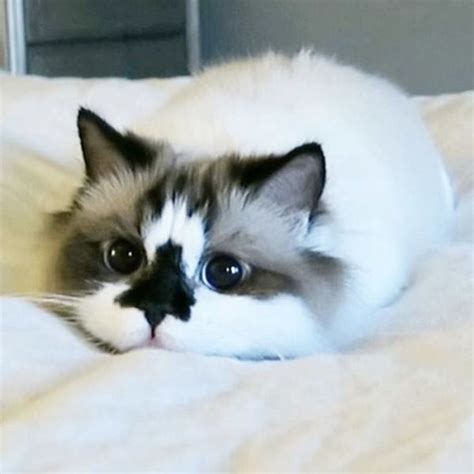 Meet Albert The Cutest Munchkin Cat On The Internet Blazepress