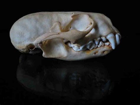 Animal Skull Identification Guide Animal Skulls Skull